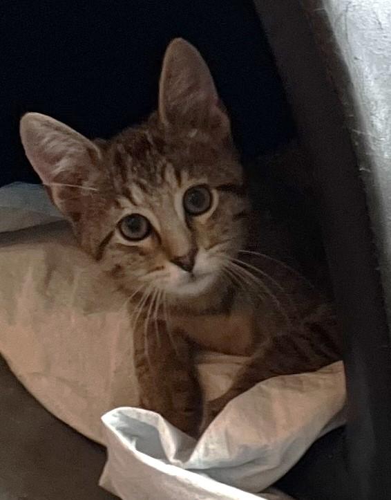 Enlarge Reggie - available at Petsmart NE, a Adoptable Domestic Short Hair in Cedar Rapids, IA image 5/6