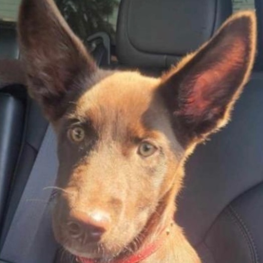 Ruby Rose, Adoptable, Young Female Chocolate Labrador Retriever & Shepherd.