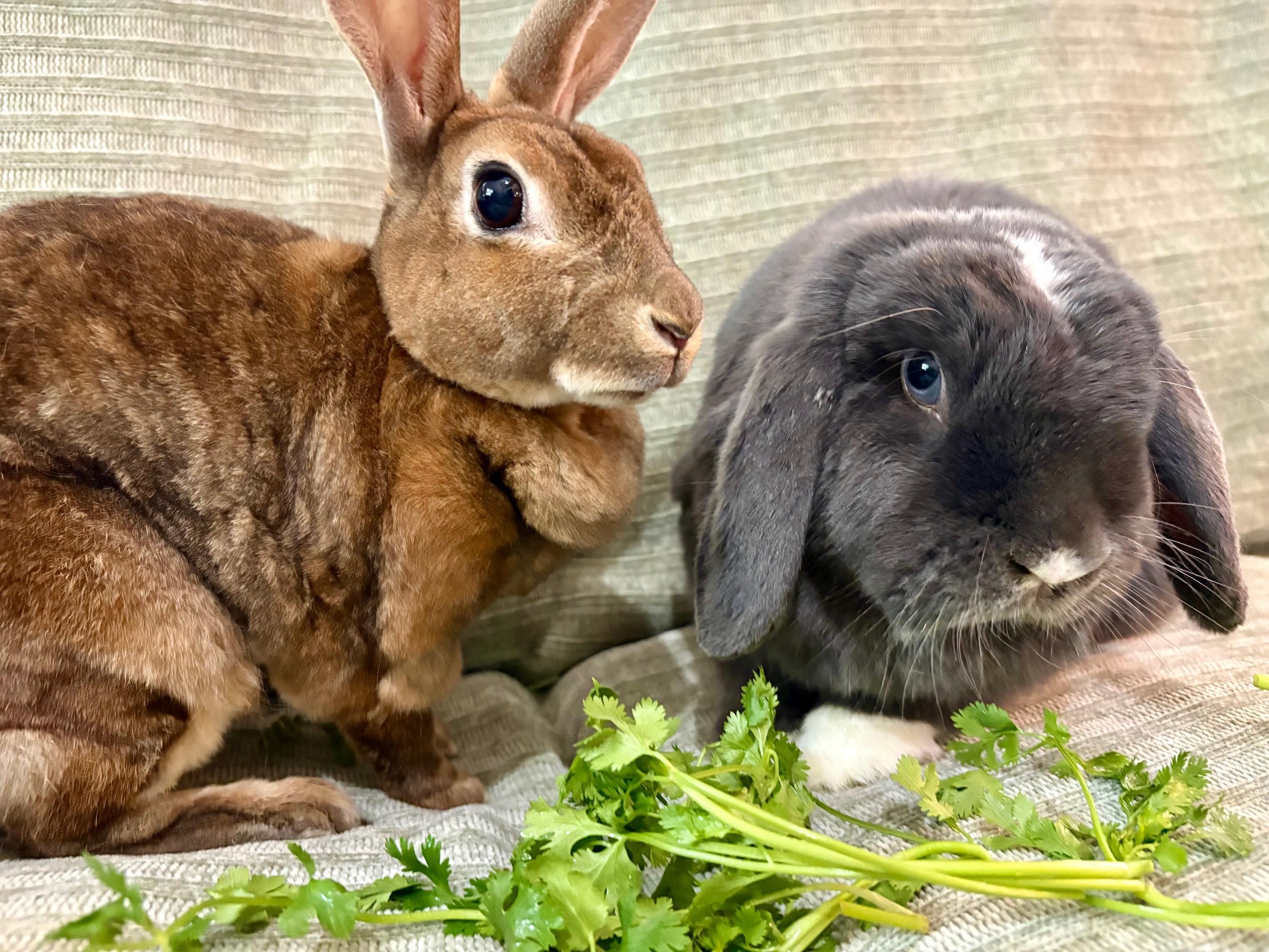 Enlarge Wolfie & Lola, a Adoptable mixed breed in Ferndale, WA image 1/6