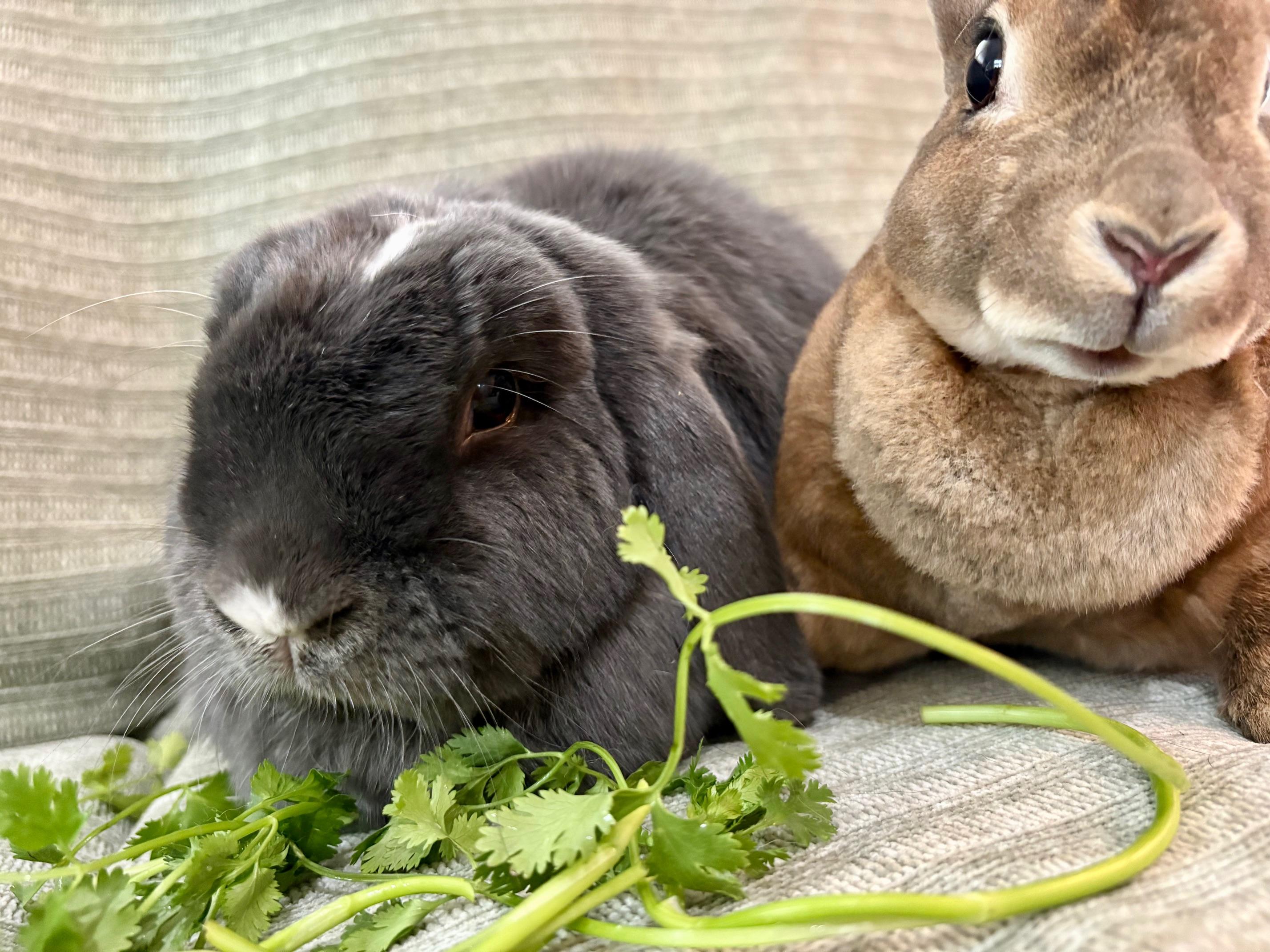 Enlarge Wolfie & Lola, a Adoptable mixed breed in Ferndale, WA image 2/6