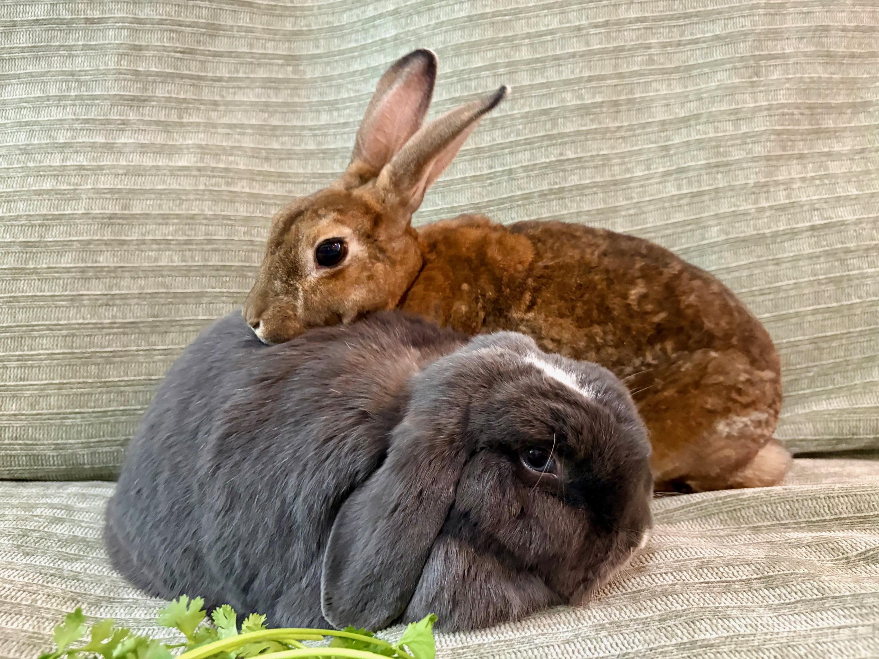 Enlarge Wolfie & Lola, a Adoptable mixed breed in Ferndale, WA image 3/6