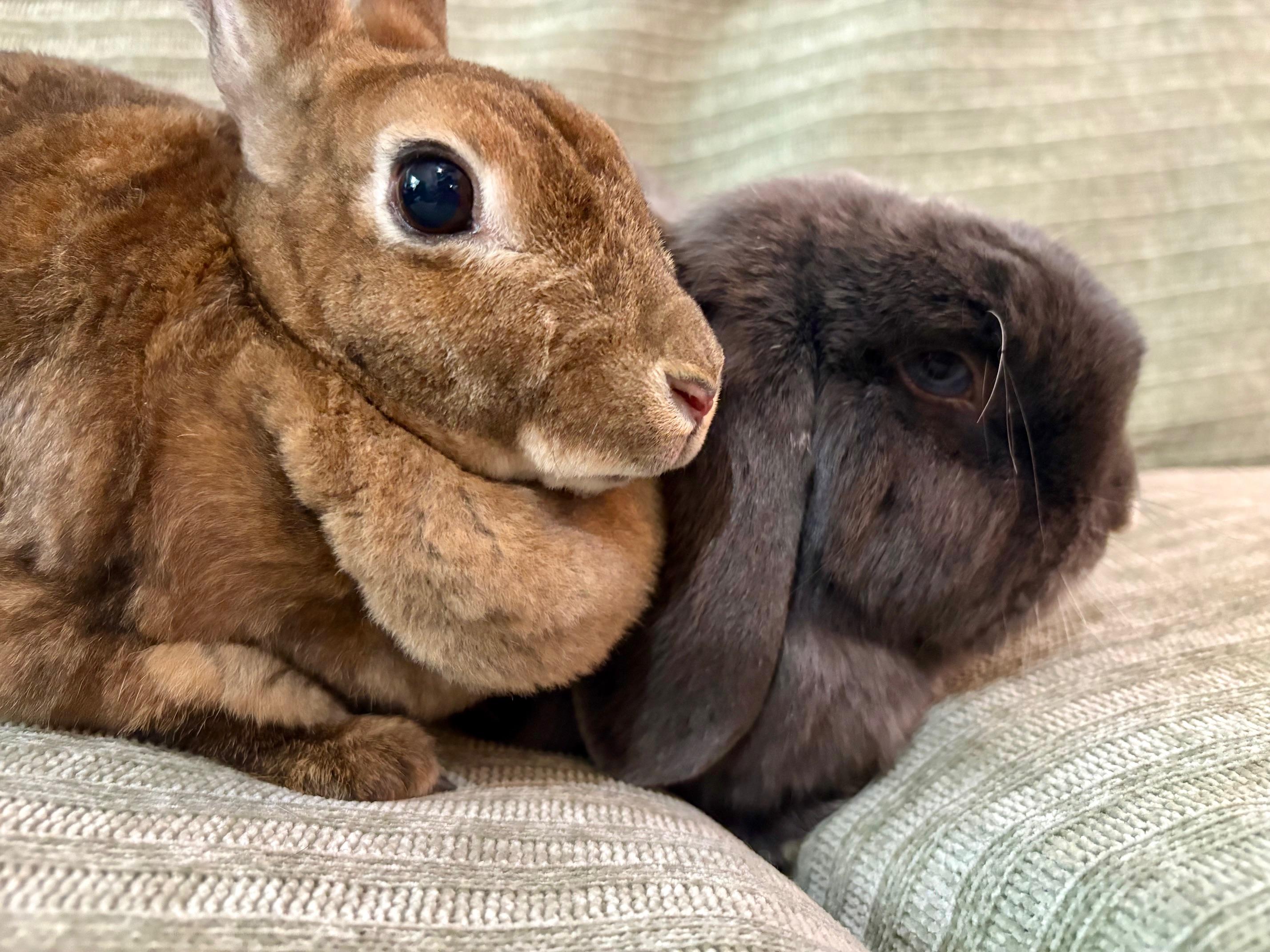 Enlarge Wolfie & Lola, a Adoptable mixed breed in Ferndale, WA image 4/6