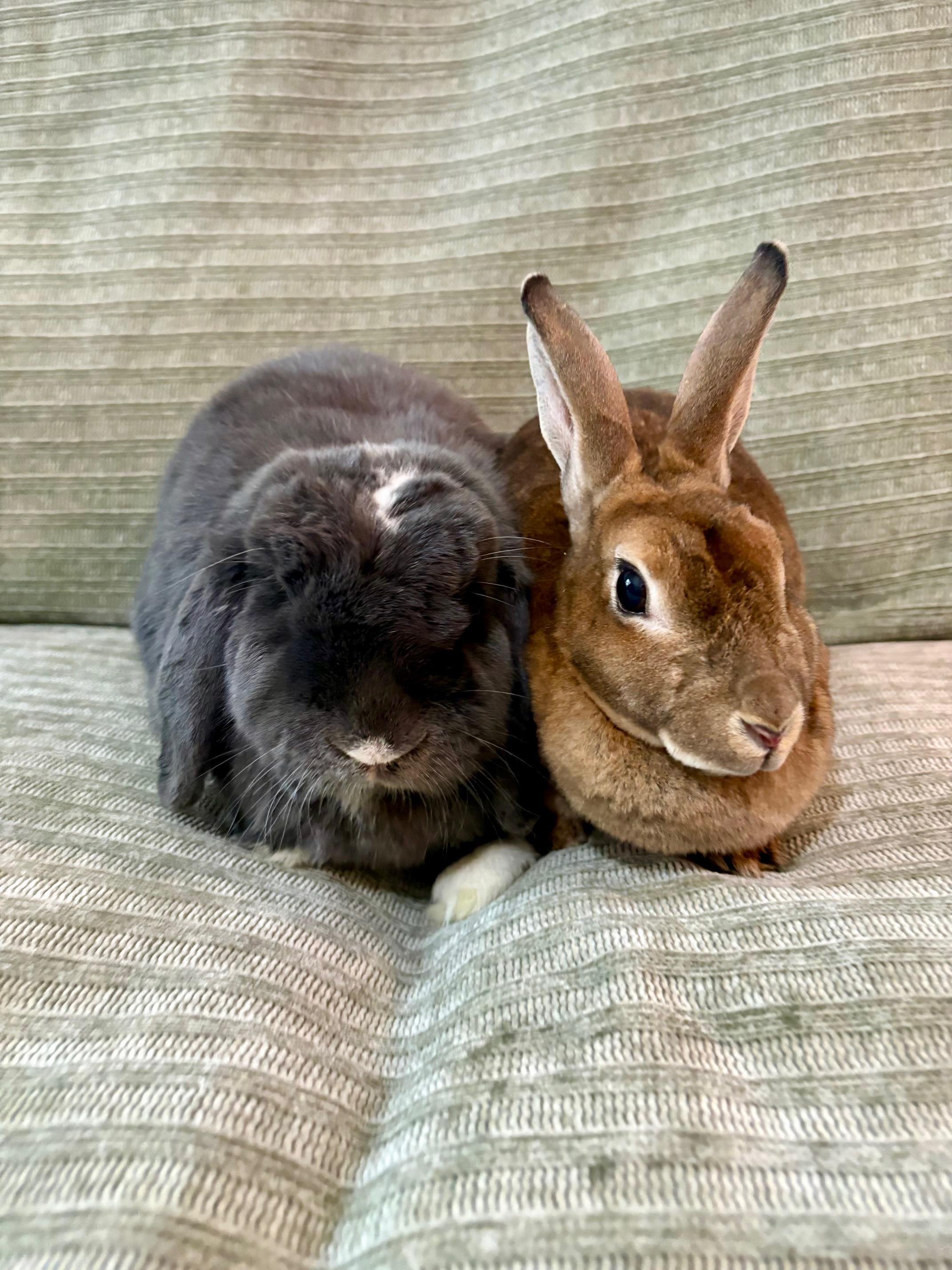 Enlarge Wolfie & Lola, a Adoptable mixed breed in Ferndale, WA image 5/6