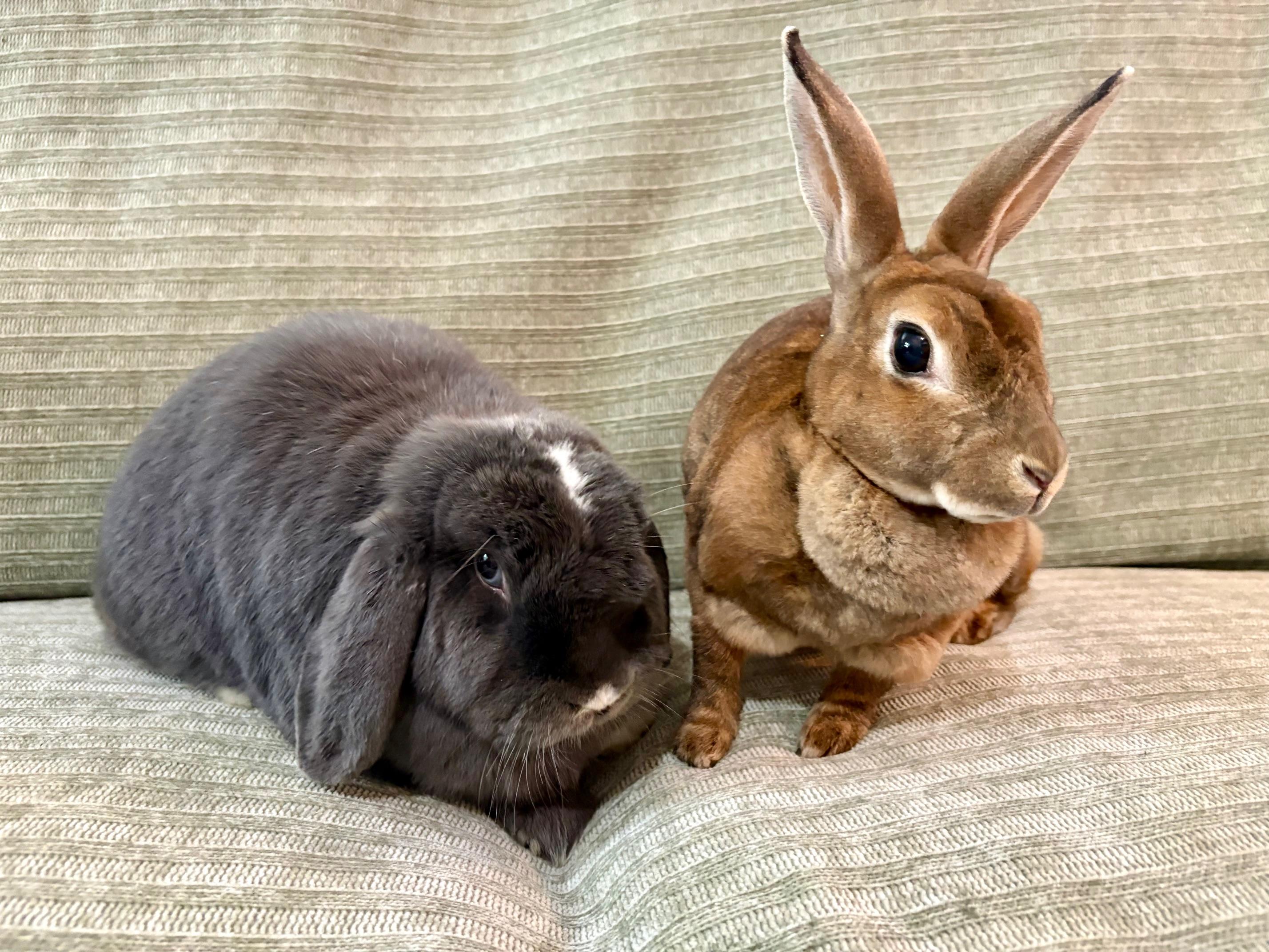 Enlarge Wolfie & Lola, a Adoptable mixed breed in Ferndale, WA image 6/6