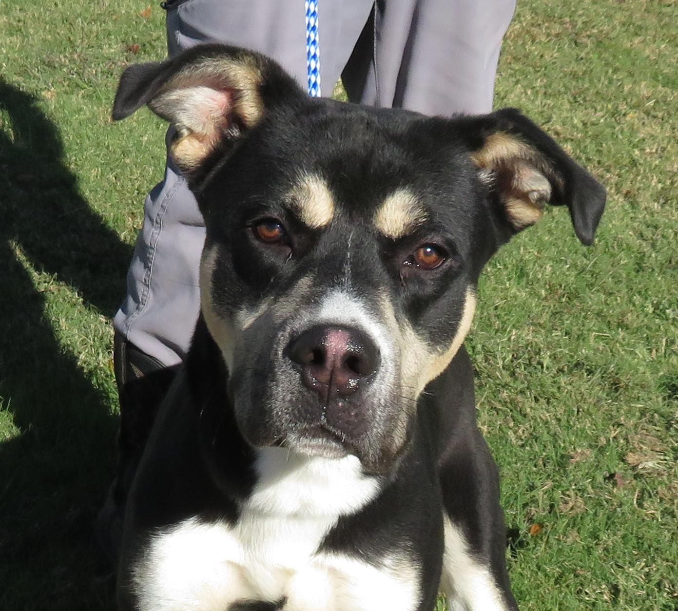 Dexter, Adoptable, Young Male Shepherd.