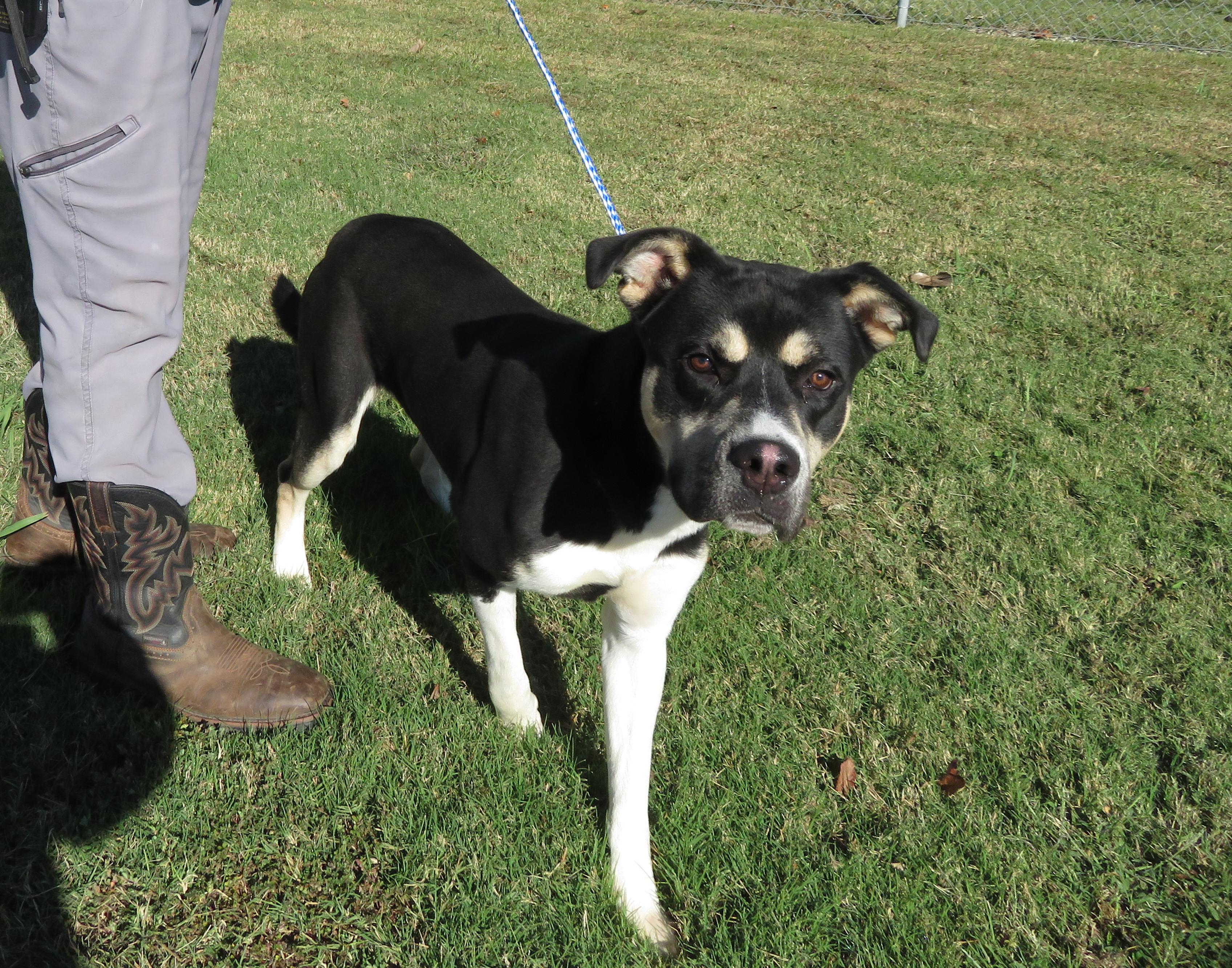 Dexter, a Adoptable mixed breed in Nesbit, MS image 2/3