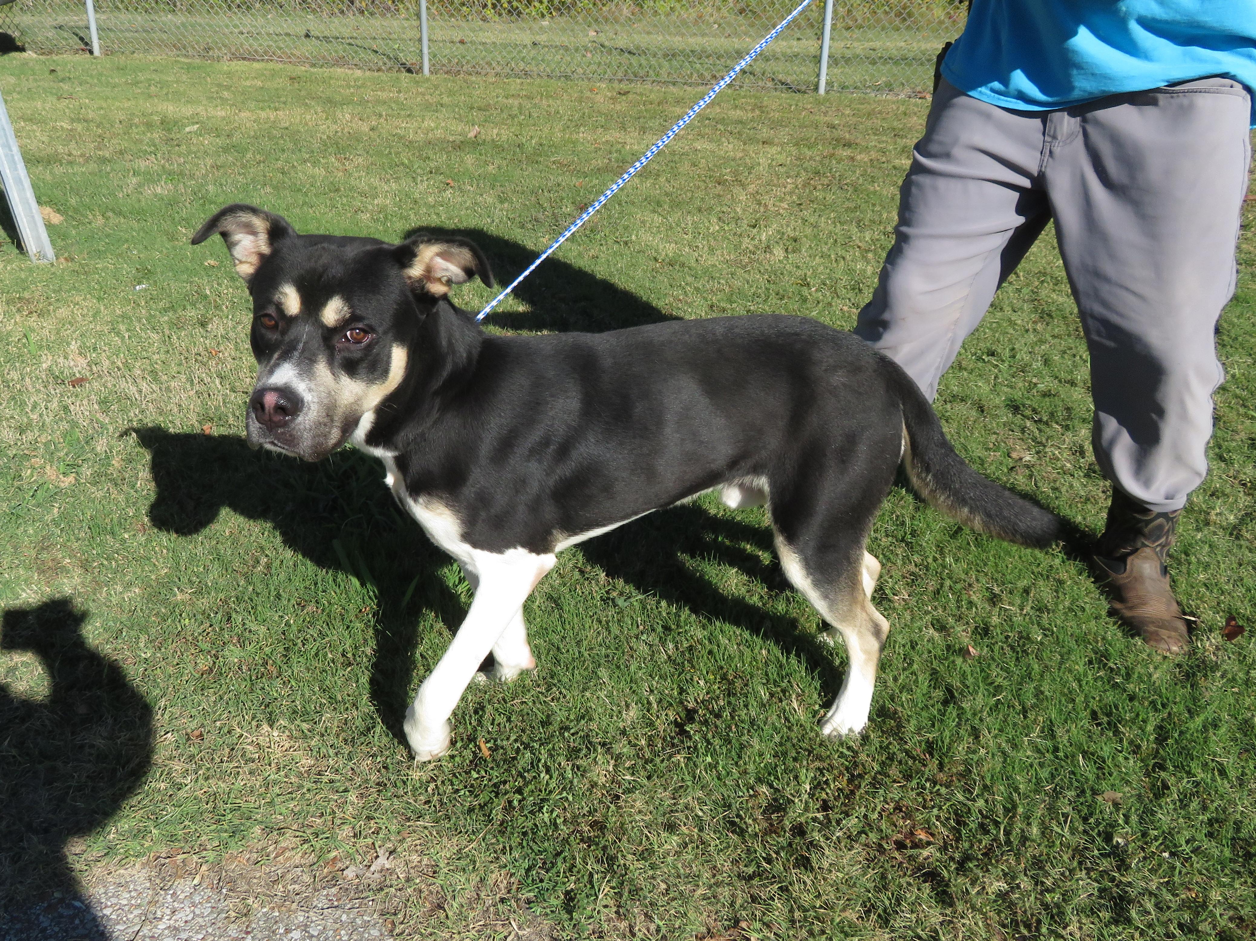 Dexter, a Adoptable mixed breed in Nesbit, MS image 3/3