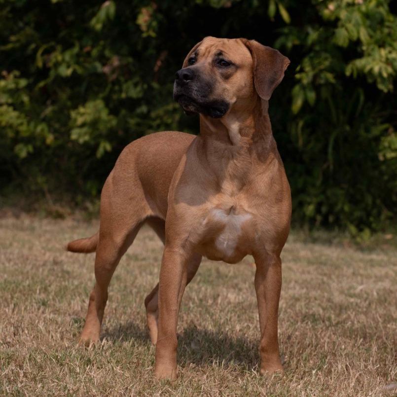 Patra, a Adoptable Mixed Breed image 1/5