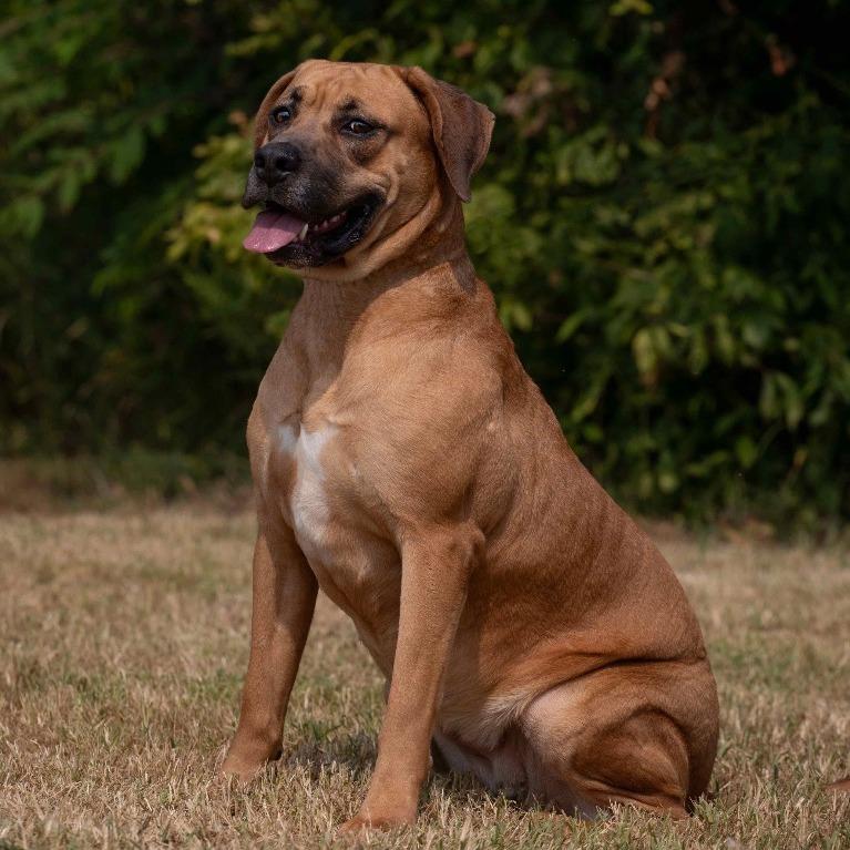 Patra, a Adoptable Mixed Breed image 2/5