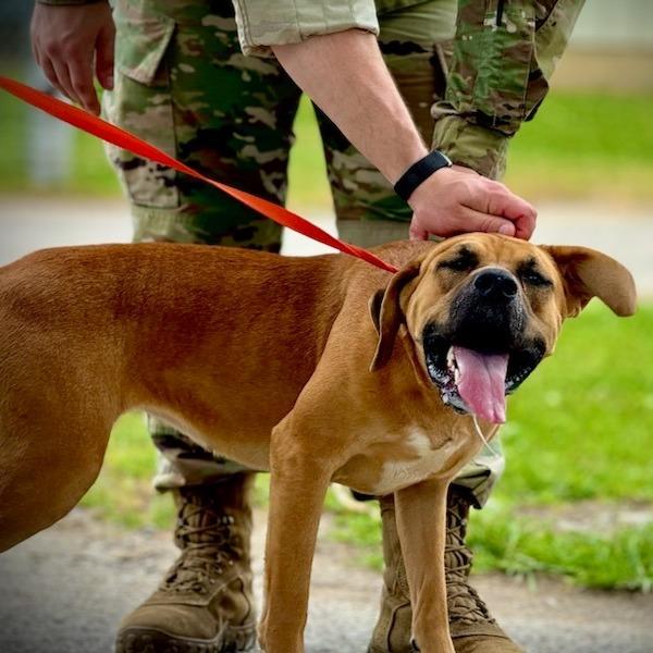 Patra, a Adoptable Mixed Breed image 3/5