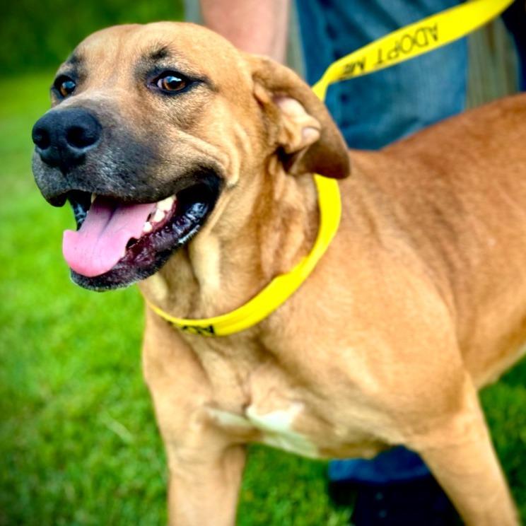 Patra, a Adoptable Mixed Breed image 4/5