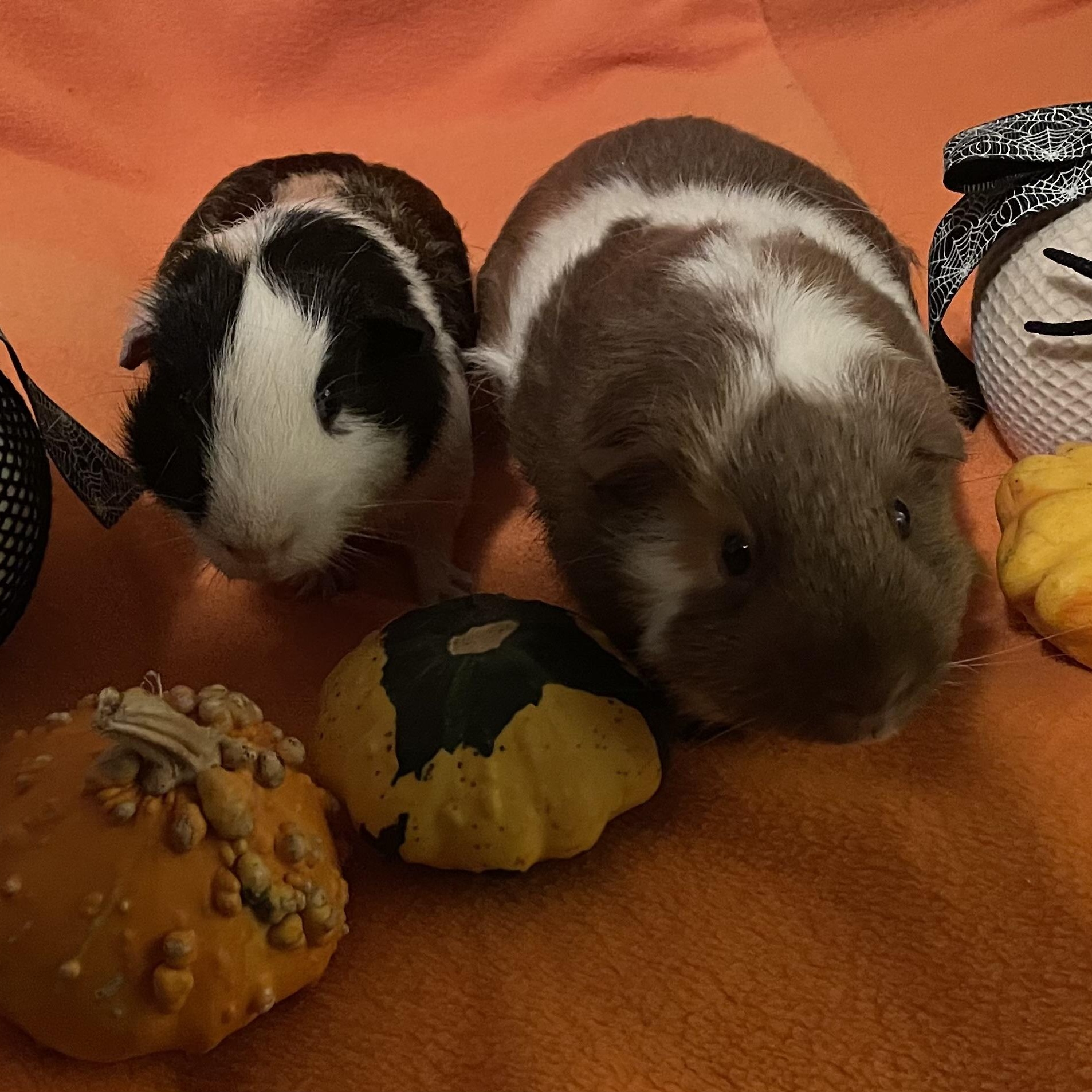 James and Issac, a Adoptable Short-Haired in Berlin, CT image 2/3