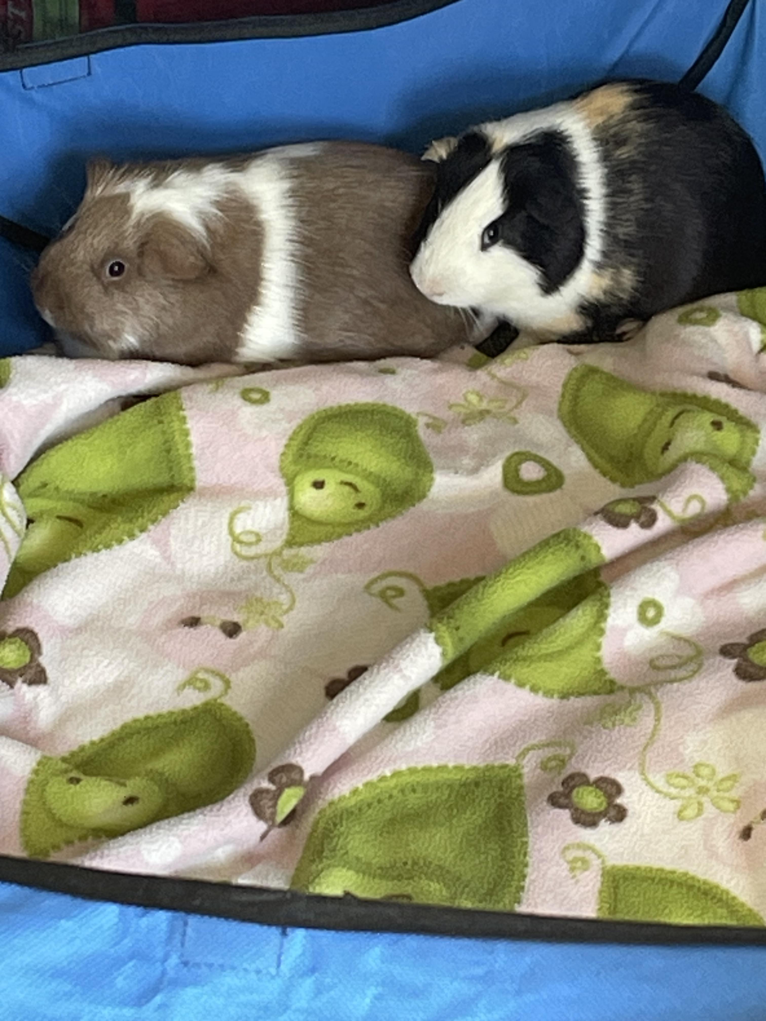 James and Issac, a Adoptable Short-Haired in Berlin, CT image 3/3