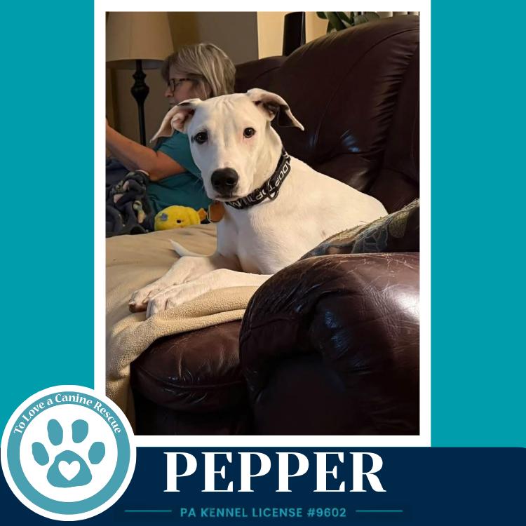 Enlarge Pepper (Deli Delights) 091926, a Adoptable mixed breed in Kimberton, PA image 1/6