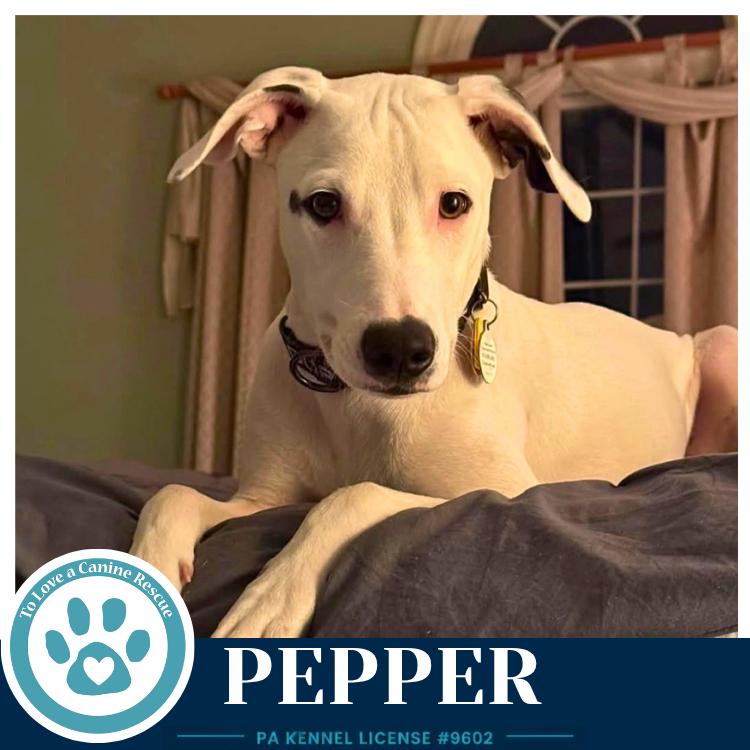 Enlarge Pepper (Deli Delights) 091926, a Adoptable mixed breed in Kimberton, PA image 2/6