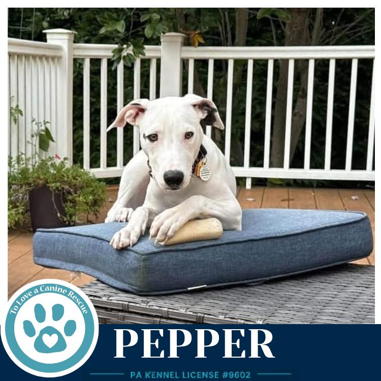 Enlarge Pepper (Deli Delights) 091926, a Adoptable mixed breed in Kimberton, PA image 3/6