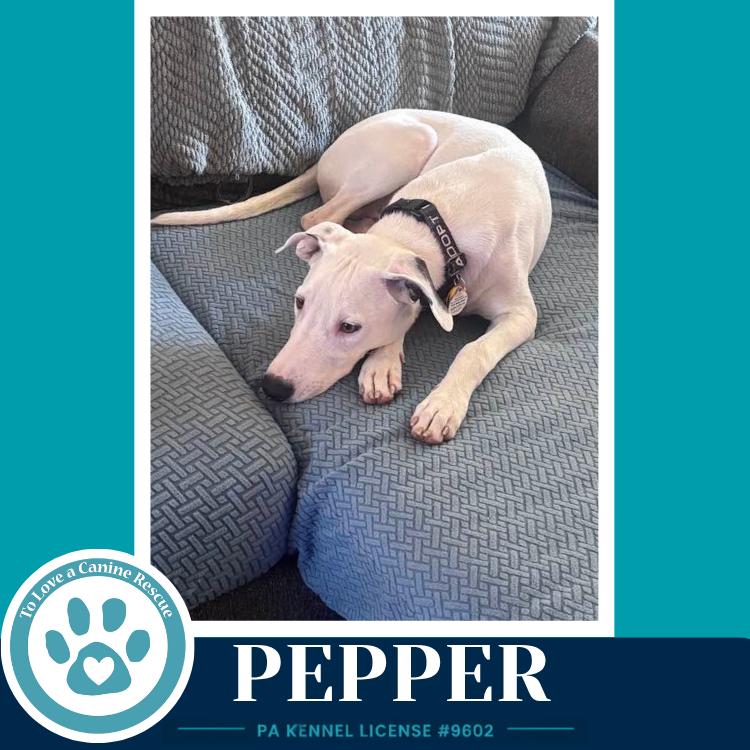 Enlarge Pepper (Deli Delights) 091926, a Adoptable mixed breed in Kimberton, PA image 4/6