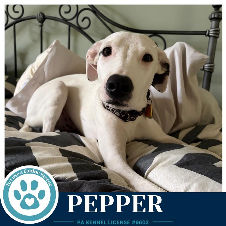 Enlarge Pepper (Deli Delights) 091926, a Adoptable mixed breed in Kimberton, PA image 5/6
