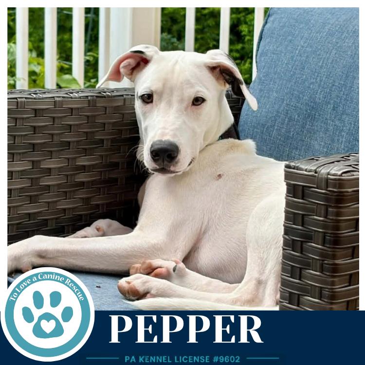 Enlarge Pepper (Deli Delights) 091926, a Adoptable mixed breed in Kimberton, PA image 6/6