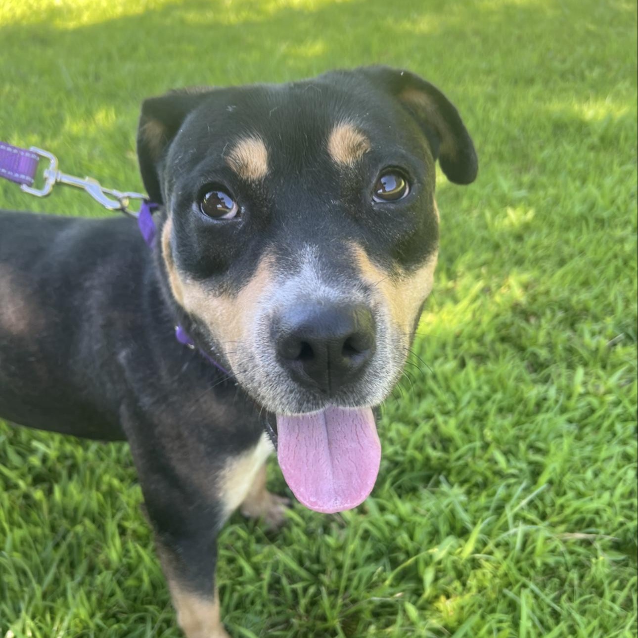 Semi, Adoptable, Adult Female Rottweiler.
