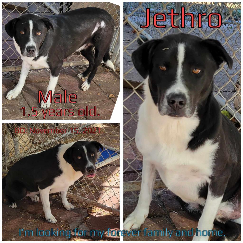 Enlarge Jethro, a Adoptable mixed breed in Boaz, AL image 2/2