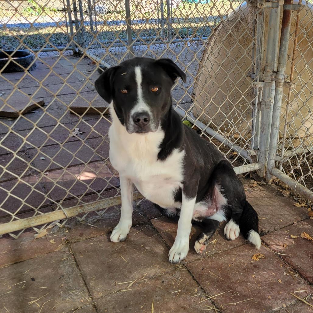 Enlarge Jethro, a Adoptable mixed breed in Boaz, AL image 1/2