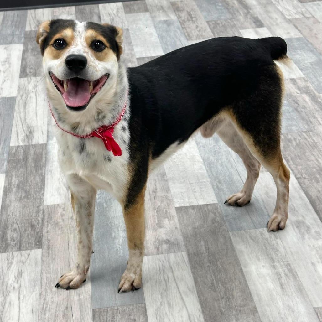 Flip, Adoptable, Adult Male Mixed Breed.