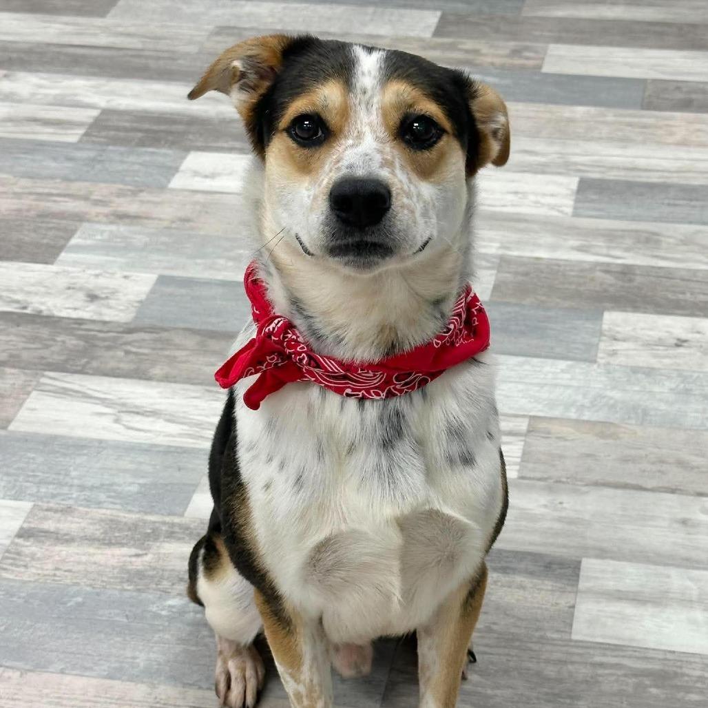 Enlarge Flip, a Adoptable Mixed Breed in Lufkin, TX image 2/5