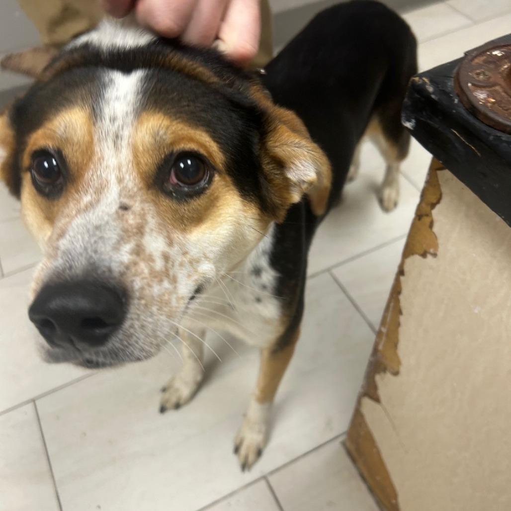 Enlarge Flip, a Adoptable Mixed Breed in Lufkin, TX image 1/1