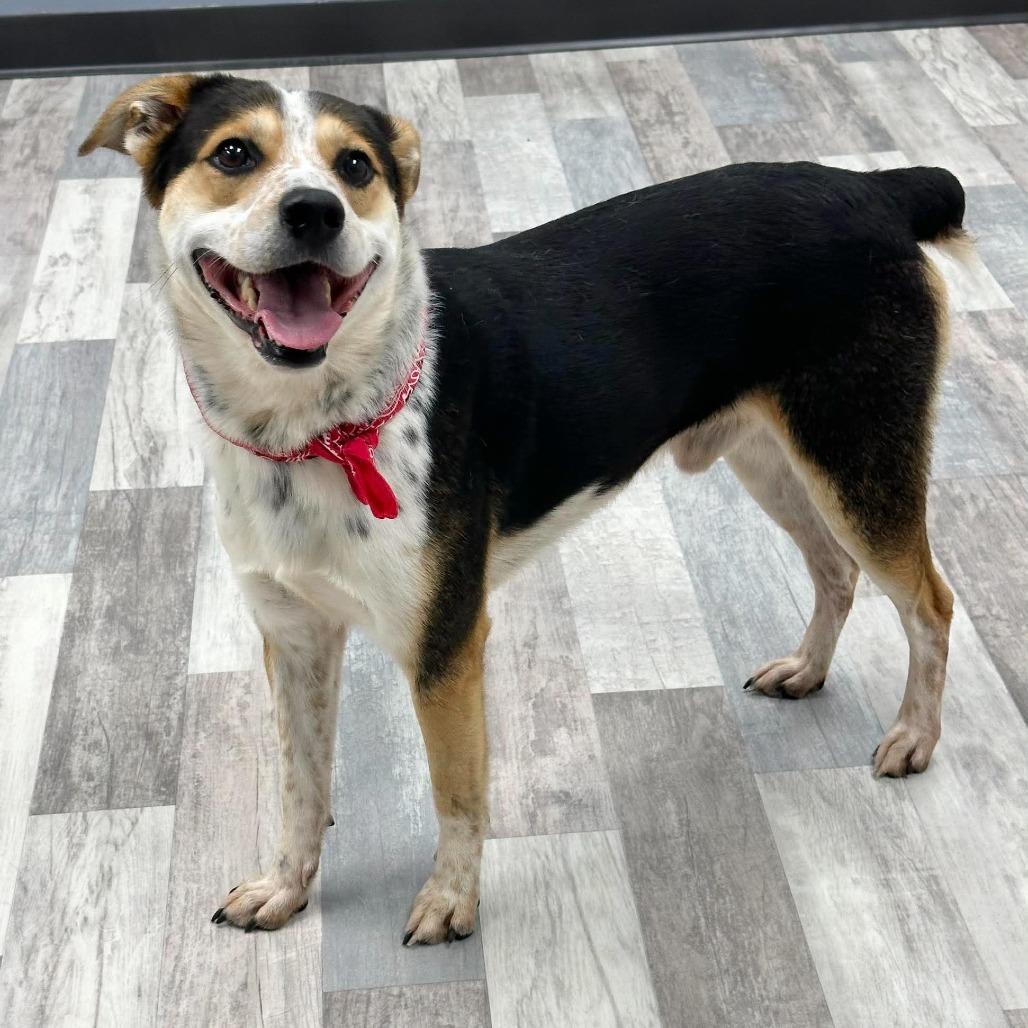 Enlarge Flip, a Adoptable Mixed Breed in Lufkin, TX image 3/5