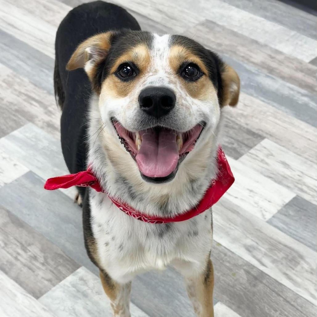 Enlarge Flip, a Adoptable Mixed Breed in Lufkin, TX image 4/5
