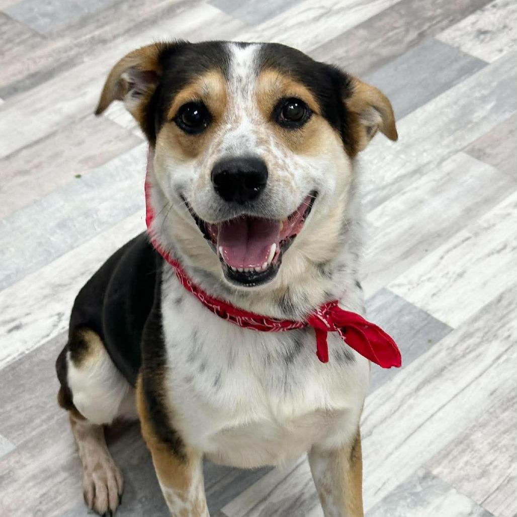 Enlarge Flip, a Adoptable Mixed Breed in Lufkin, TX image 5/5