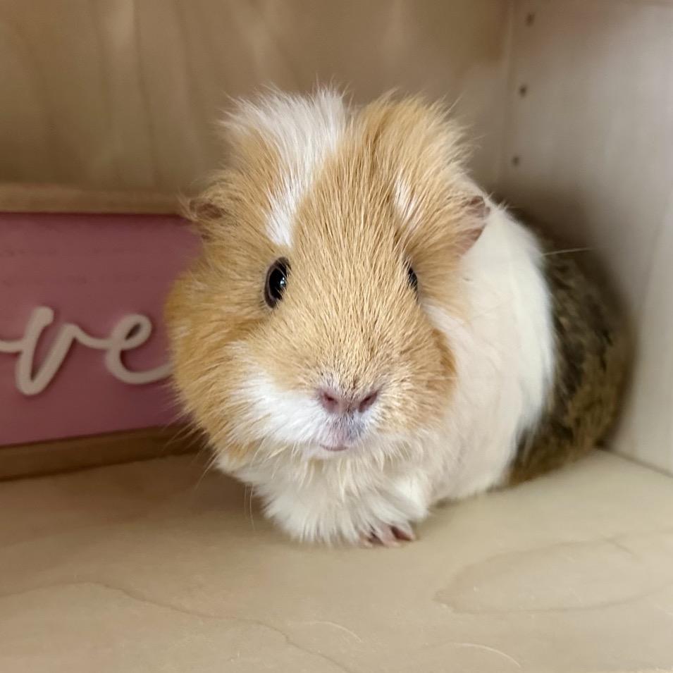 Enlarge Daisy, a Adoptable Guinea Pig in Newberg, OR image 1/3