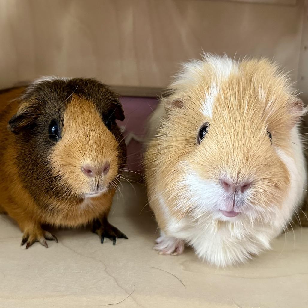 Enlarge Daisy, a Adoptable Guinea Pig in Newberg, OR image 2/3