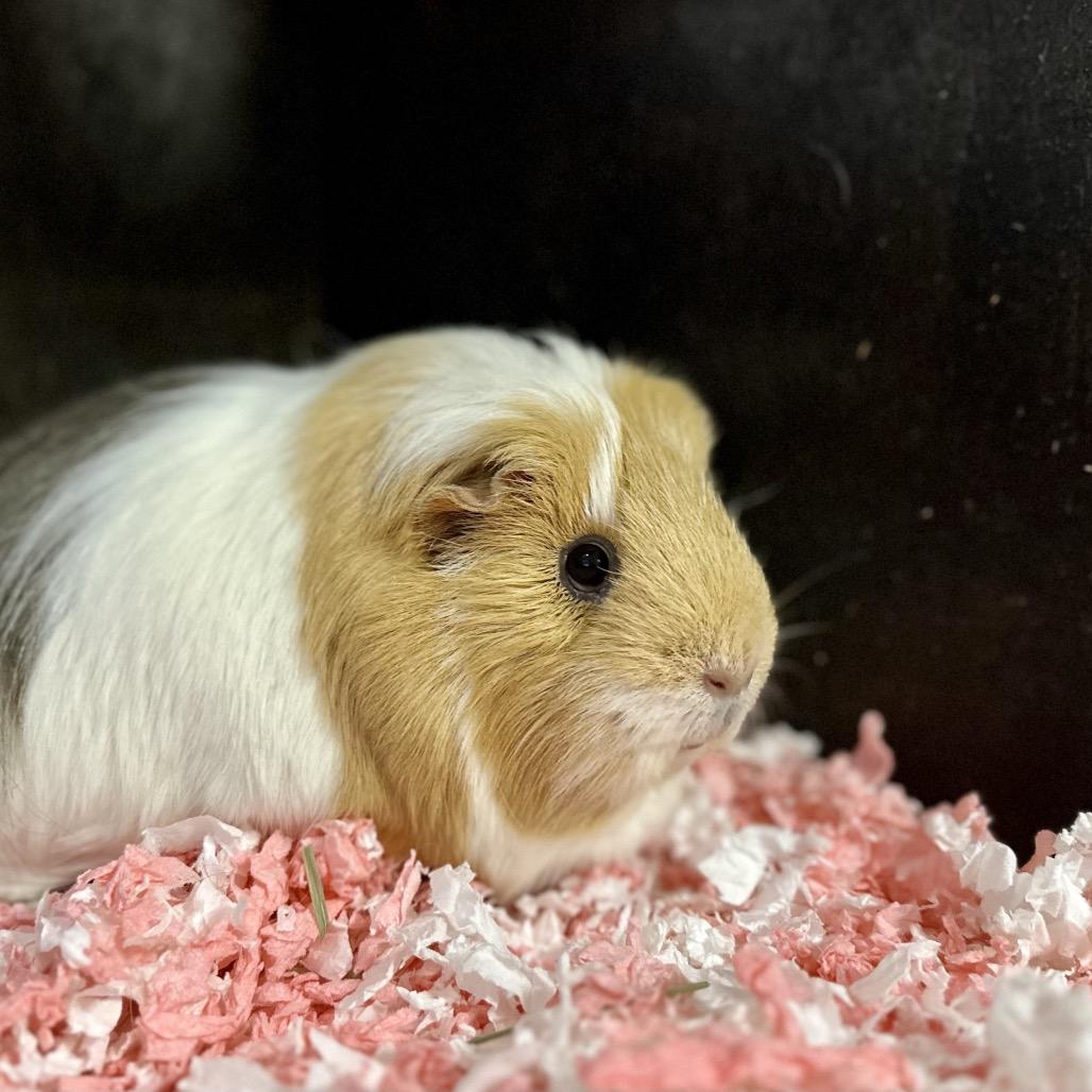 Enlarge Daisy, a Adoptable Guinea Pig in Newberg, OR image 3/3