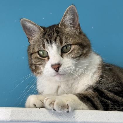 Enlarge Coco Pawff, a Adoptable mixed breed in East Montpelier, VT image 1/3