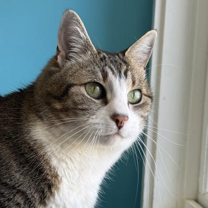 Enlarge Coco Pawff, a Adoptable mixed breed in East Montpelier, VT image 2/3