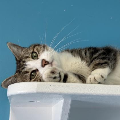 Enlarge Coco Pawff, a Adoptable mixed breed in East Montpelier, VT image 3/3