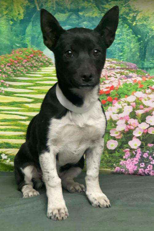 Enlarge Azalea, a Adoptable mixed breed in Aurora, CO image 1/1