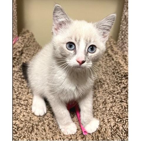 Bowser, Baby Male Siamese
