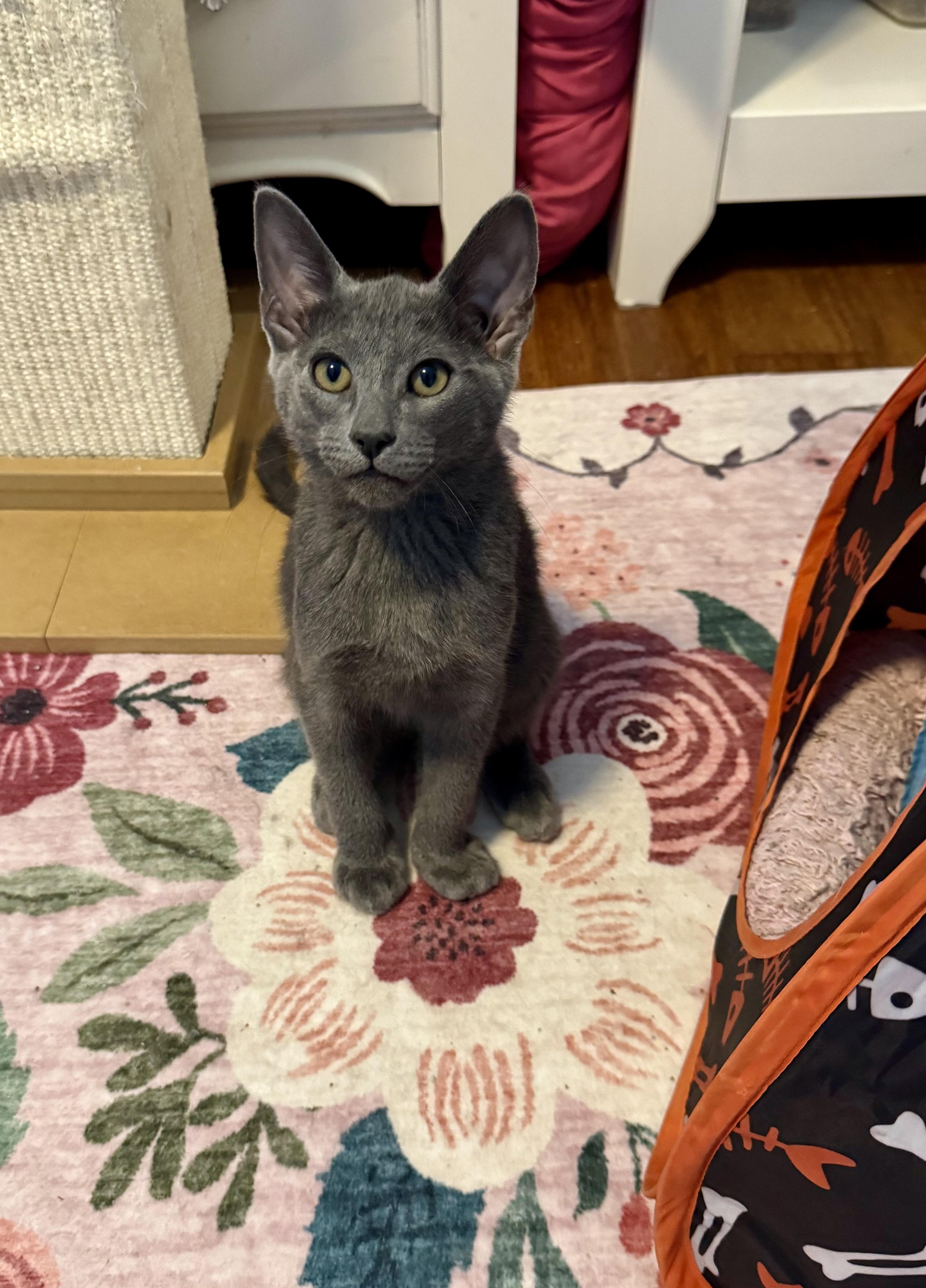 Krispy, Adoptable, Kitten Male Domestic Medium Hair.