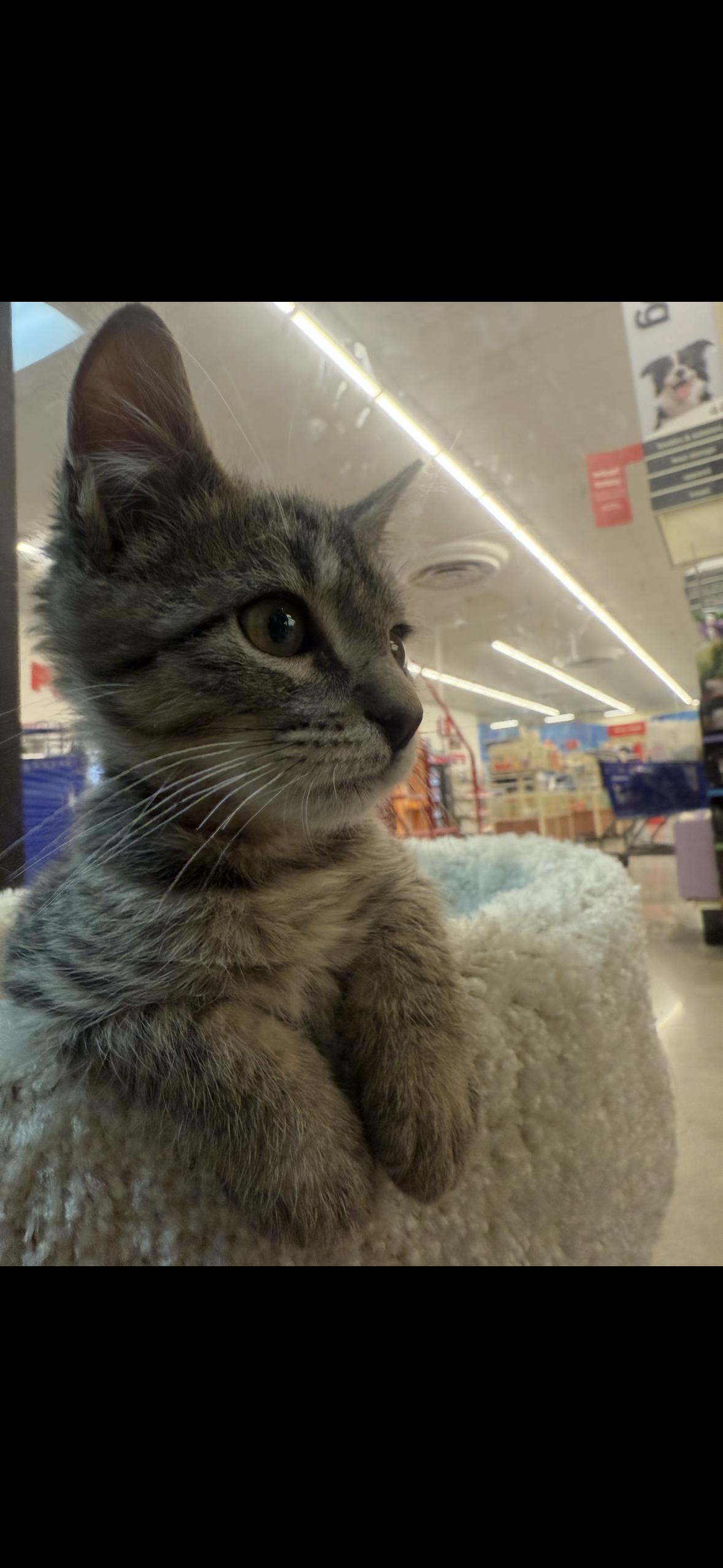 Enlarge Nuzzler, a Adoptable mixed breed in Omaha, NE image 2/5