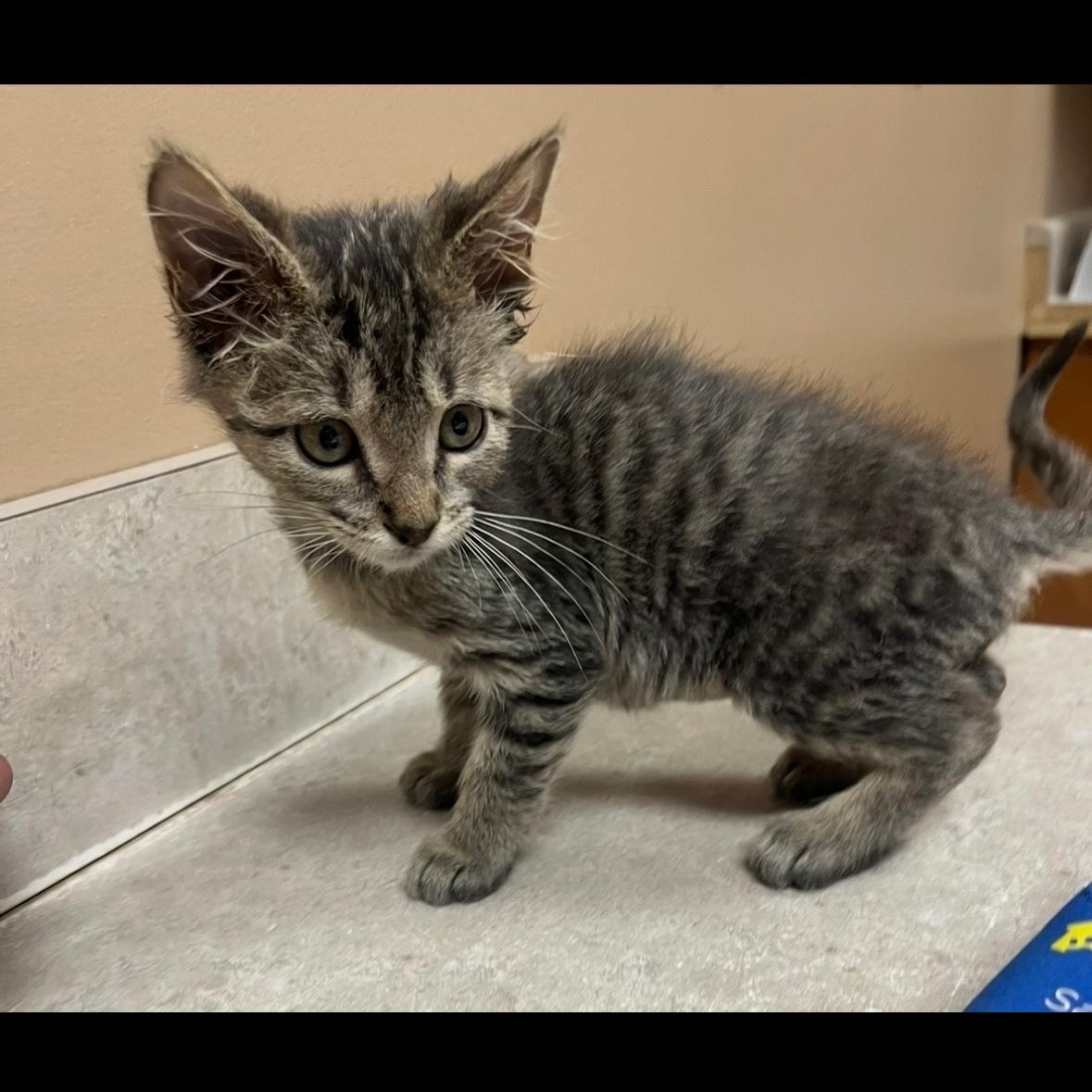 Enlarge Nuzzler, a Adoptable mixed breed in Omaha, NE image 5/5