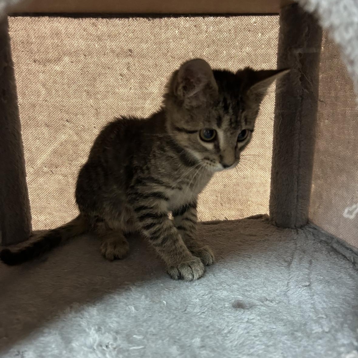 Enlarge Nuzzler, a Adoptable mixed breed in Omaha, NE image 3/5