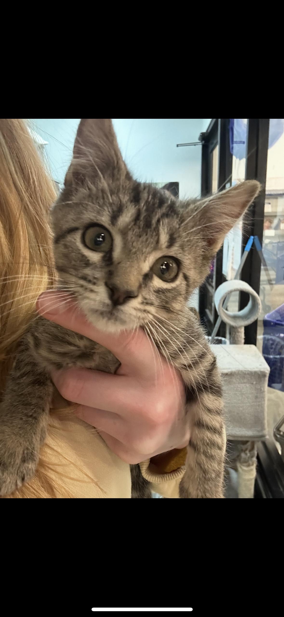 Nuzzler, Adoptable, Kitten Male Domestic Short Hair & Tabby.