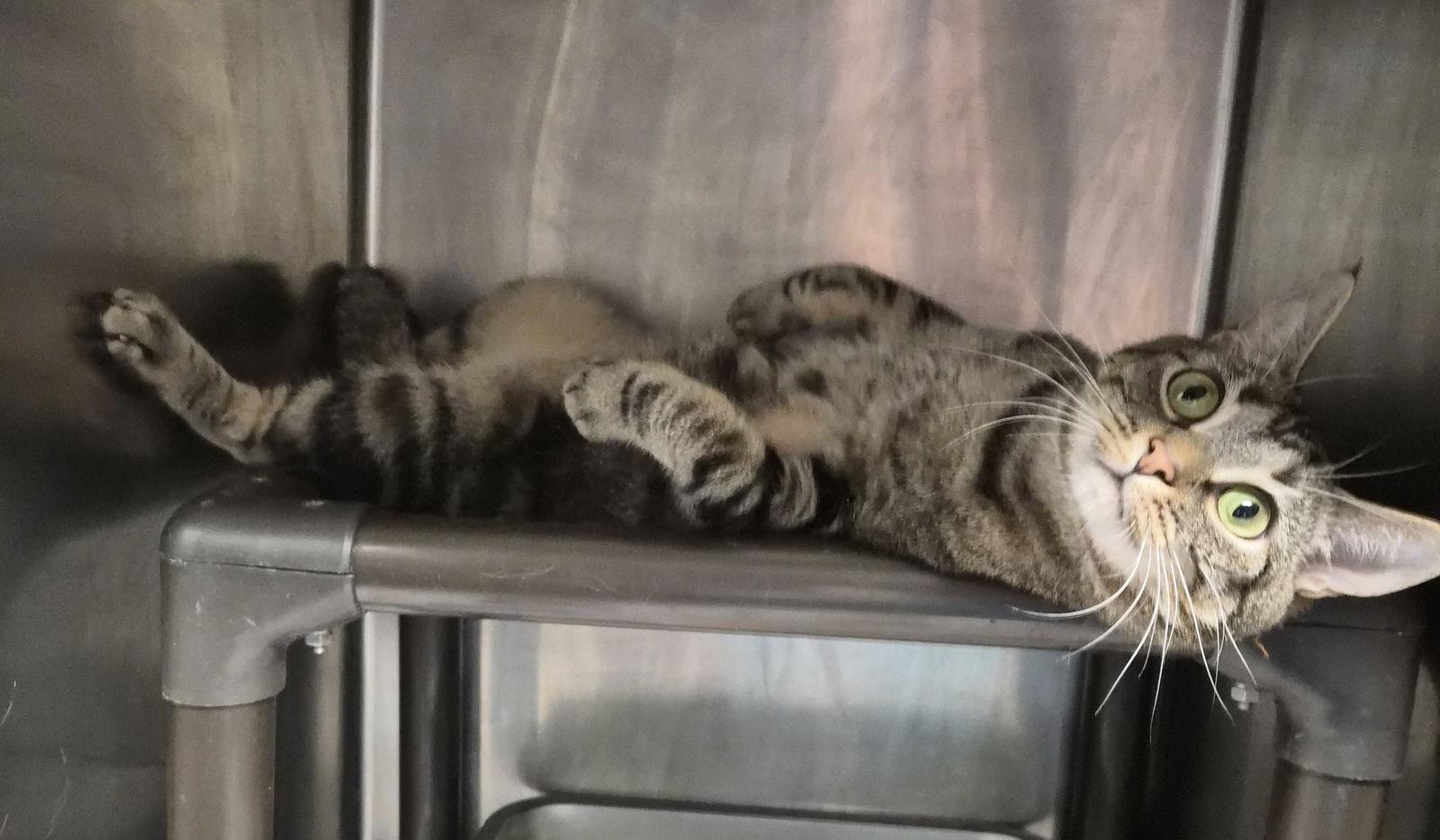 Chicquitin — thumbnail 2