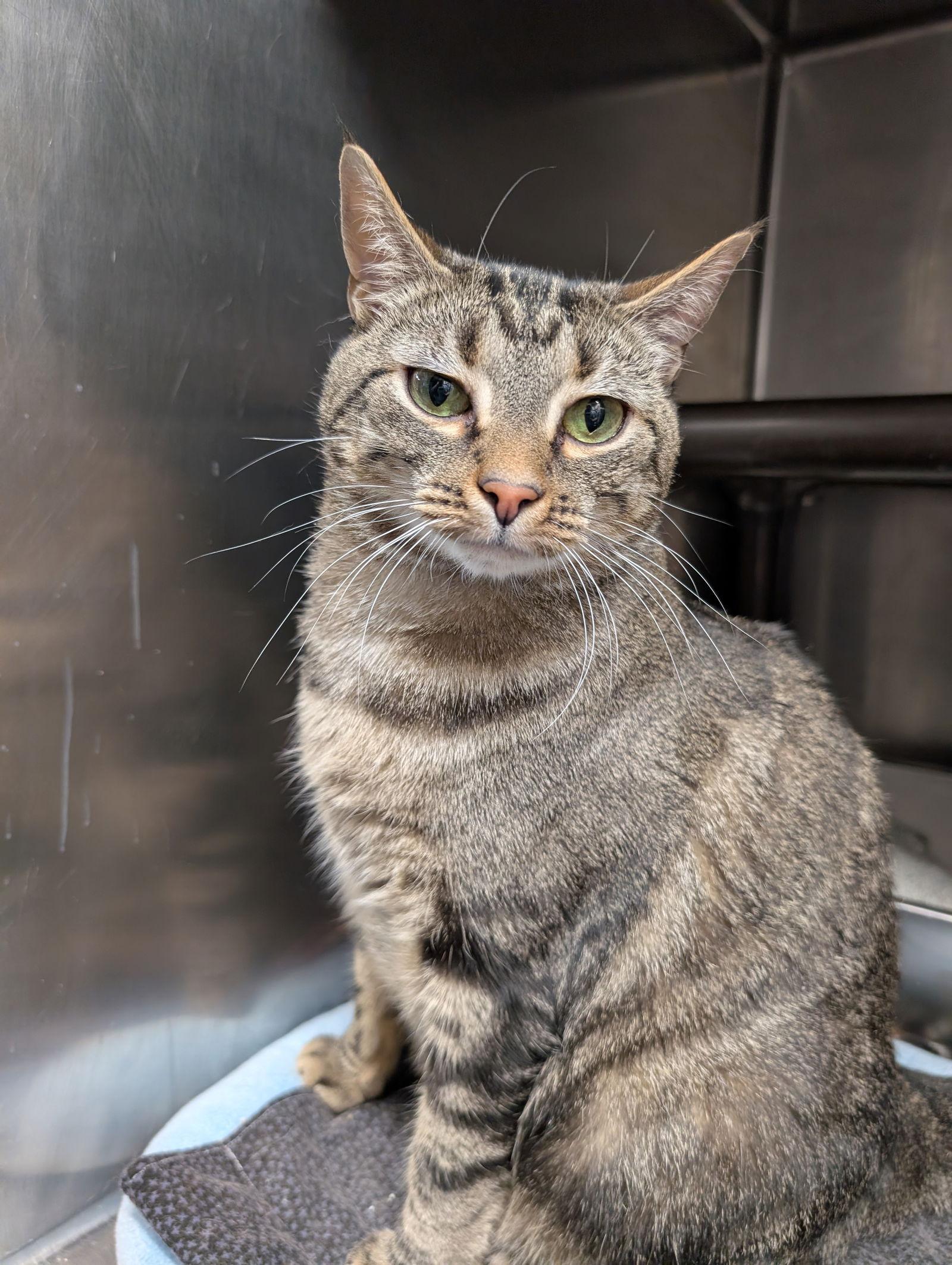 Chicquitin — thumbnail 3