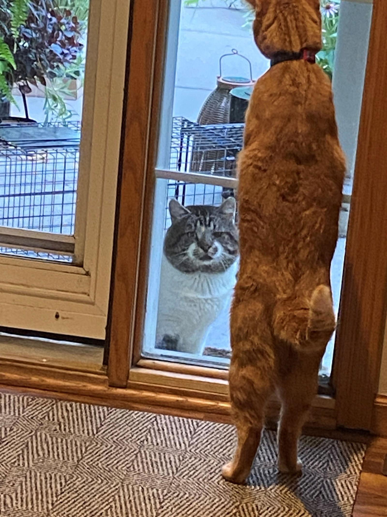 Enlarge Bob(cat), a Adoptable Domestic Short Hair in Minneapolis, MN image 1/3