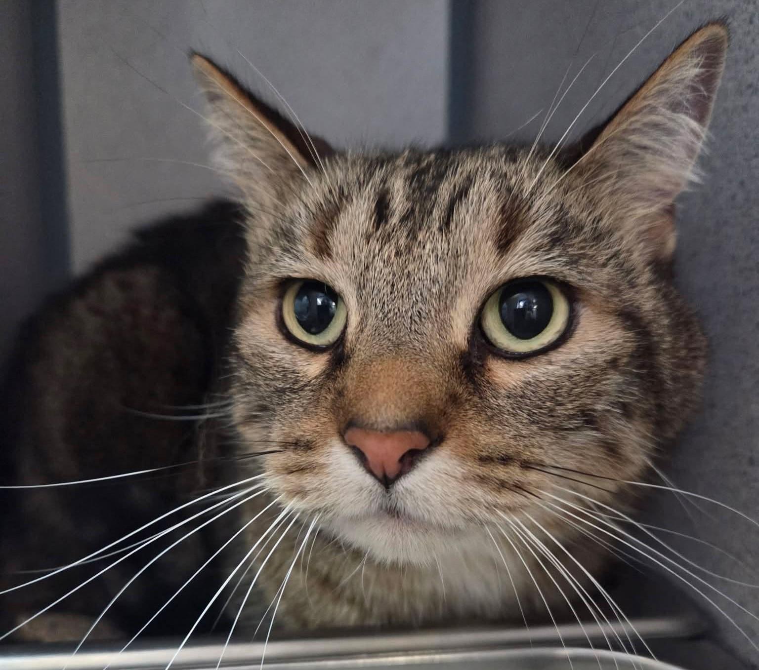 Bandit, Adopted, Adult Male Domestic Short Hair.