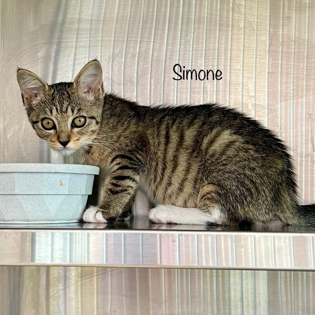Enlarge Simone, a Adoptable mixed breed in Madisonville, TN image 1/3